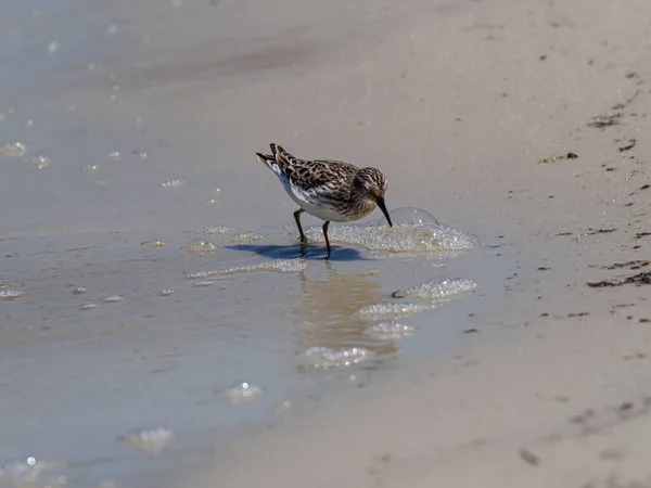 Μια Αμμοβολή Calidris Alba Ψάχνει Για Φαγητό Στην Παραλία Miramar — Φωτογραφία Αρχείου