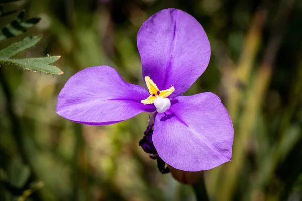 Zbliżenie Rodzimego Kwiatu Tęczówki — Zdjęcie stockowe
