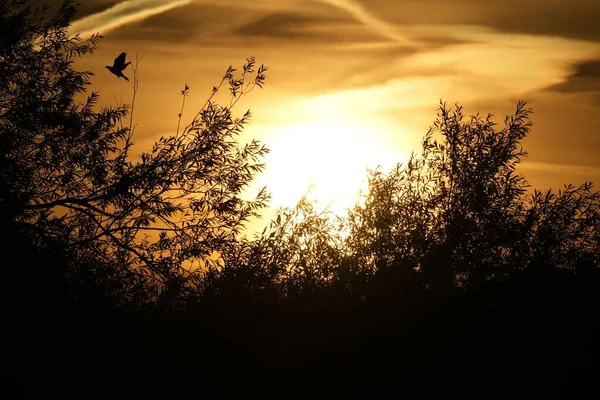 日没時に空の木の枝の後ろを飛ぶ鳥のシルエット — ストック写真