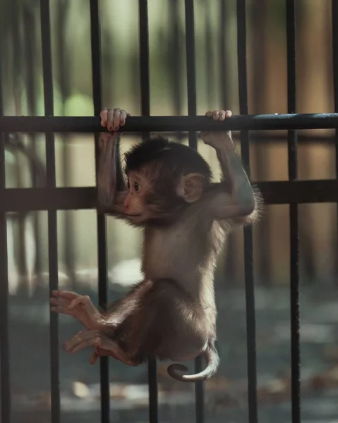 Mono Bebé Gris Colgando Jaula Zoológico — Foto de Stock