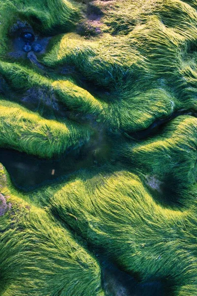 Vertical Closeup Coastal Stones Covered Green Algae Bloom — Stock Photo, Image