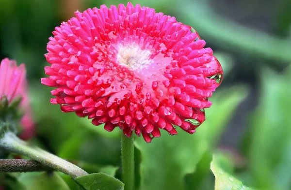 Closeup Shot Pink Flower Blossoming Garden — Stock Photo, Image