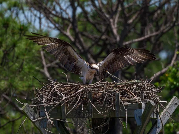 Крупный План Приземления Оспри Гнездо Мирамар Бич Флорида — стоковое фото