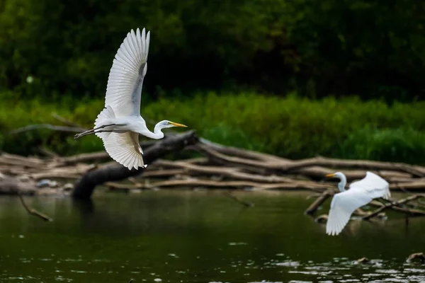 Bild Två Flygande Egret — Stockfoto