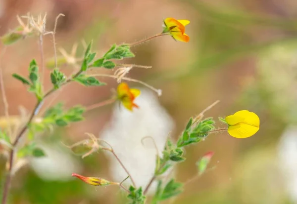 Uma Bela Flor Chamado Pássaro Trebol Lotus Subbiflorus — Fotografia de Stock