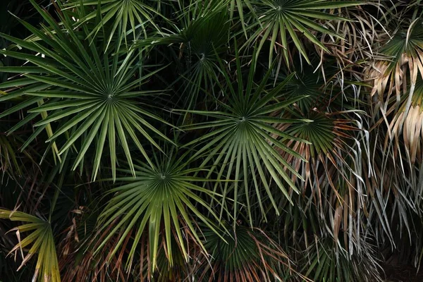 Zbliżenie Ujęcia Zielonych Suchych Liści Palmowych Everglades — Zdjęcie stockowe