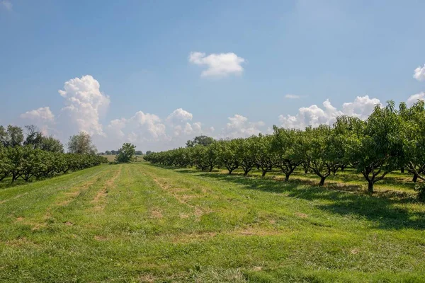 Ein Feld Einem Sonnigen Tag — Stockfoto