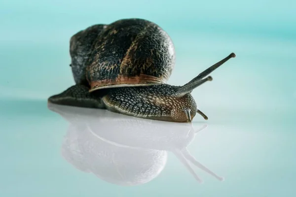 Gros Plan Escargot Réflexion Sur Une Surface Brillante Bleue — Photo