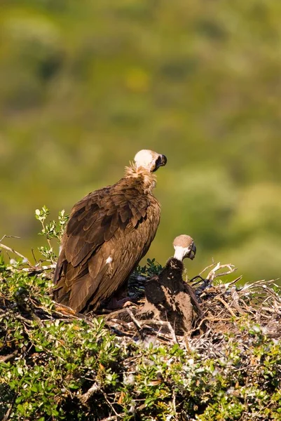 Eine Vertikale Aufnahme Eines Geiers Coragyps Atratus Einem Nest — Stockfoto