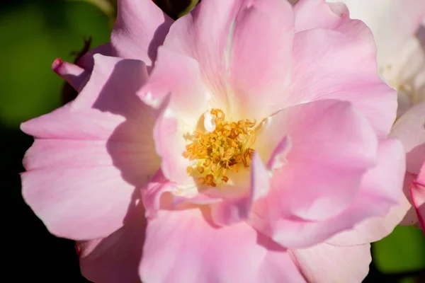 Nærbilde Rosa Kamelliblomst Hagen – stockfoto