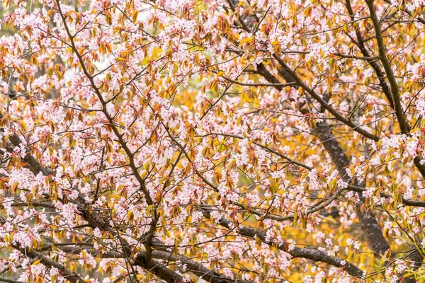 Uma Vista Belas Flores Sakura Florescendo Jardim — Fotografia de Stock