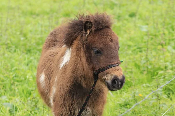 A little pony grazing in the field on a farm