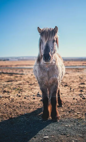 Zlanda Tel Örgülerin Arkasında Bir Atın Dikey Görüntüsü — Stok fotoğraf