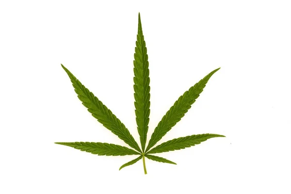 Närbild Cannabis Den Vita Bakgrunden — Stockfoto