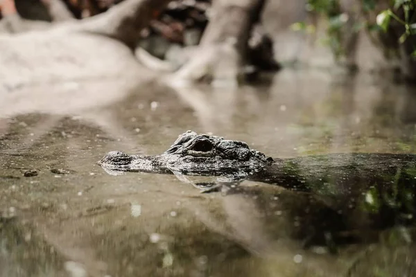 Young Alligator Swimming Water Eyes Nose Coming Out Water Surface — Stock Photo, Image