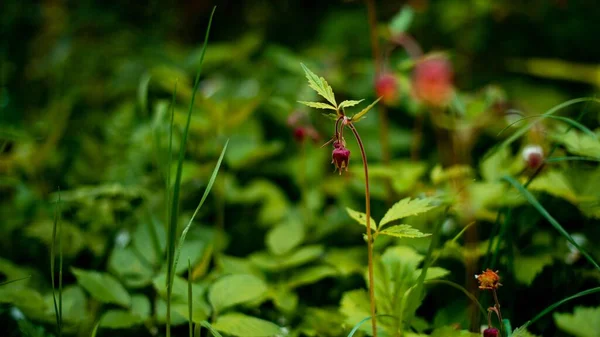 Selective Focus Shot Water Avens Plants Blur Green Background — Stock Photo, Image