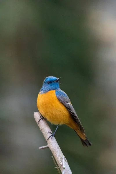 Κοντινό Πλάνο Του Μπλε Flycatcher Πουλί Του Tickell Ένα Δέντρο — Φωτογραφία Αρχείου