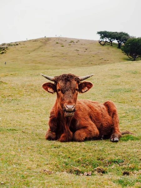 Plan Vertical Une Vache Brune Assise Sur Herbe Dans Pâturage — Photo