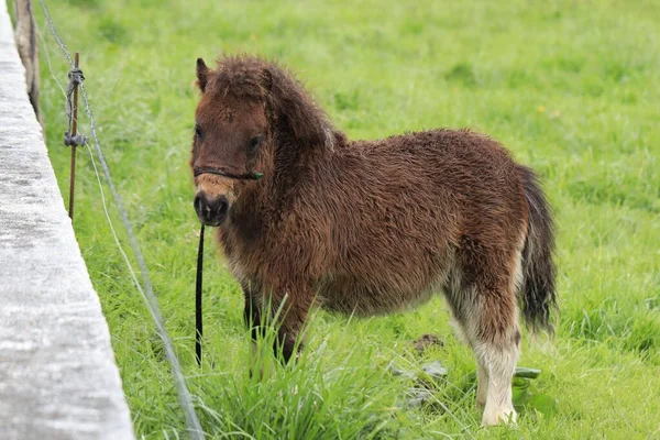 Small Pony Grazing Field Farm — Stock Photo, Image