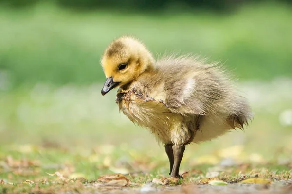 Une Adorable Petite Oie Canada Fraîchement Éclos — Photo