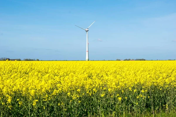 Beautiful Shot Rapeseed Field Wind Turbine Background Cloudless Day — Stock Photo, Image