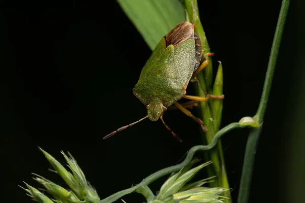 Yeşil Yaprağın Üzerinde Bir Akanthosomatidae Nin Yakın Plan Çekimi — Stok fotoğraf