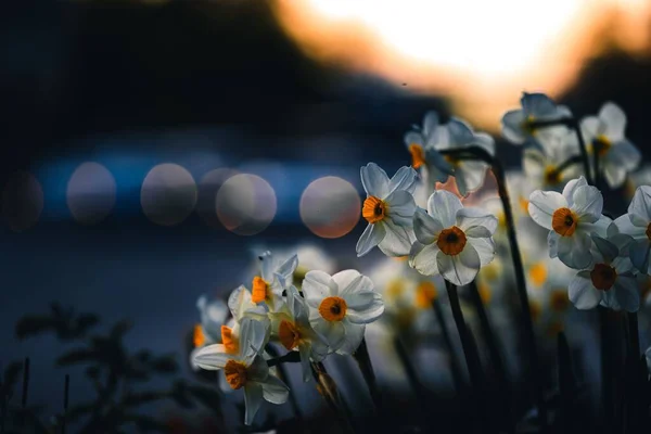 Primer Plano Narciso Con Flores Racimo Contra Las Luces Bokeh —  Fotos de Stock