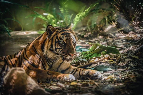 Tiro Enfoque Superficial Gran Tigre Sumatra Tendido Sobre Hojas Secas —  Fotos de Stock