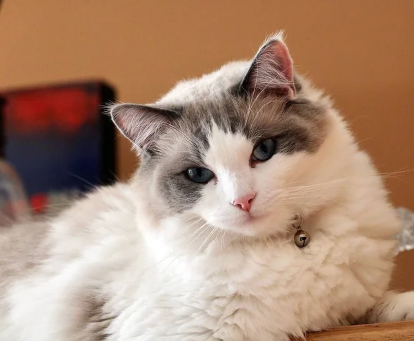 Gros Plan Chat Ragdoll — Photo