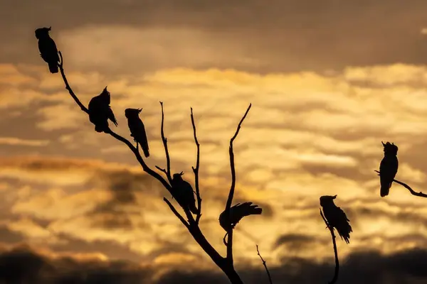 Σιλουέτες Των Κουκουβάγιων Σκαρφαλωμένες Κλαδιά Δέντρων Θέα Ηλιοβασίλεμα — Φωτογραφία Αρχείου