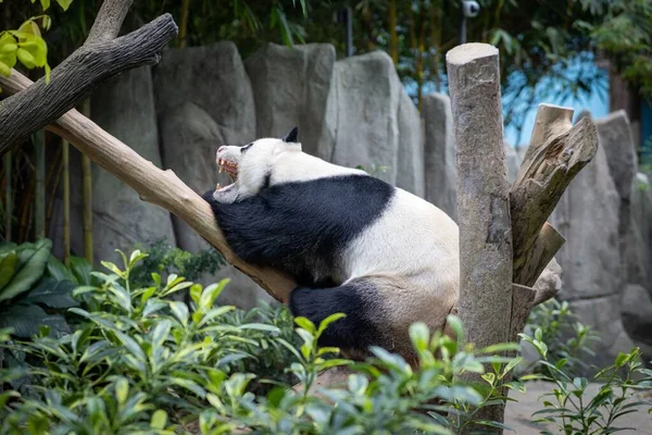 Obrovská Panda Ležící Kmeni Stromu — Stock fotografie