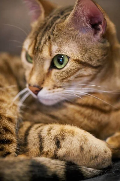 Rahatlayan Tüylü Bir Kedinin Portresi — Stok fotoğraf