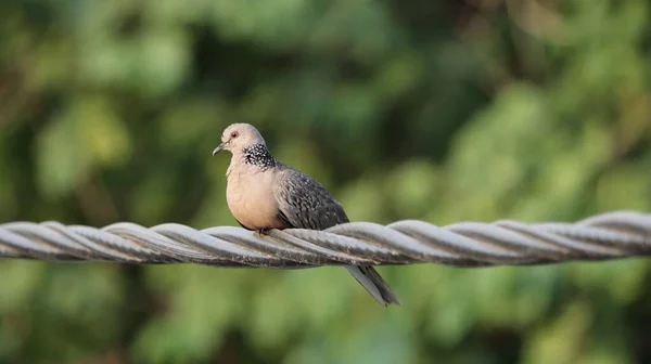 金属線に突き刺さった鳩の選択的フォーカスショット — ストック写真