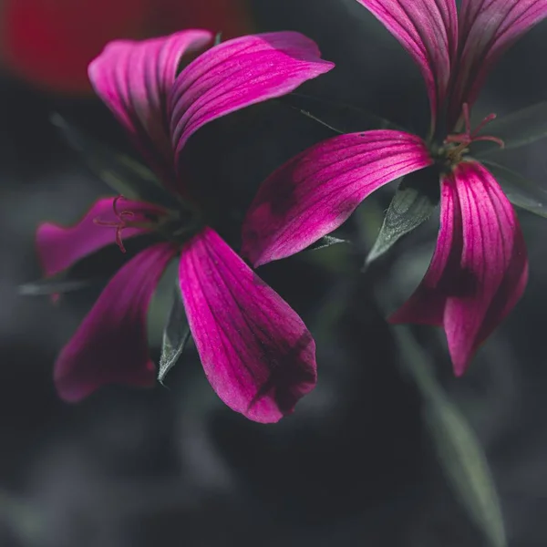 Фіолетова Квітка Саду — стокове фото