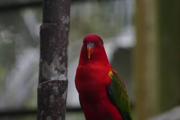 Primer Plano Del Loro Rojo —  Fotos de Stock