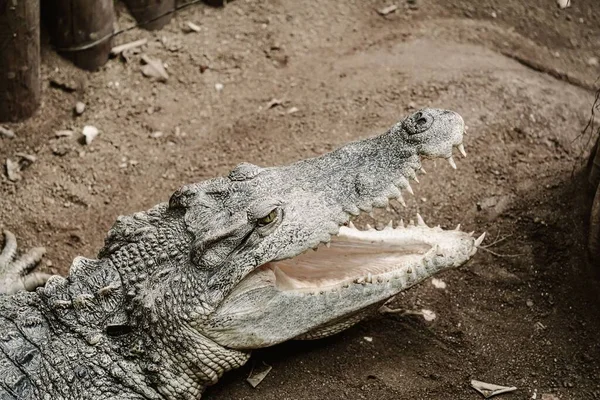 Zbliżenie Krokodyla Spoczywającego Ziemi Szeroko Otwartymi Ustami — Zdjęcie stockowe