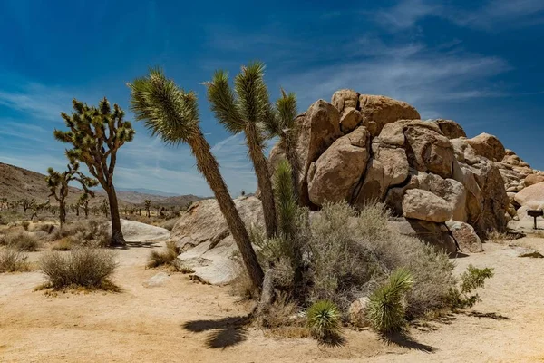 Hermoso Paisaje Desértico Con Árboles Joshua Formaciones Rocosas Día Soleado —  Fotos de Stock