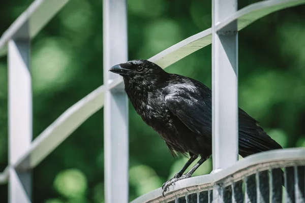 Ένα Κοντινό Πλάνο Της Όμορφης Raven Στέκεται Στο Φράχτη Φόντο — Φωτογραφία Αρχείου