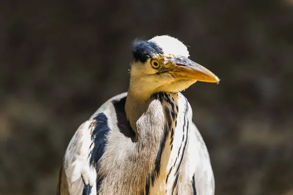 Nahaufnahme Eines Vogels Mit Weißen Federn Und Einem Langen Scharfen — Stockfoto