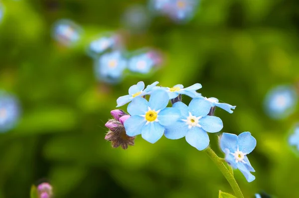 Eine Nahaufnahme Von Blühenden Blauen Myosotis Blüten Isoliert Der Grünen — Stockfoto