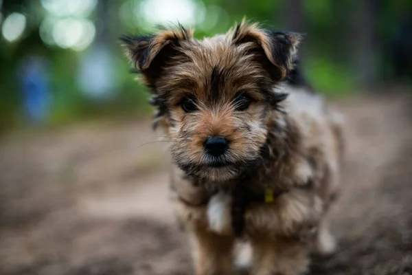 Tiro Seletivo Foco Terrier Bonito Yorkshire Que Está Parque — Fotografia de Stock