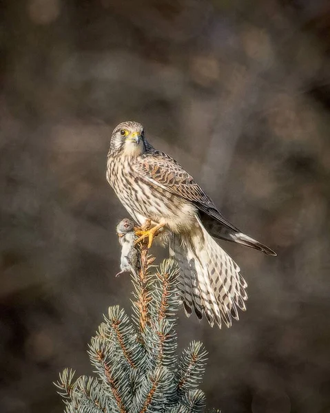 Shallow Focus Common Kestrel Perched Pine Tree — Stock Photo, Image