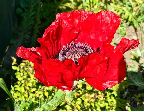 Nærbillede Den Røde Valmueblomst Solrig Dag - Stock-foto