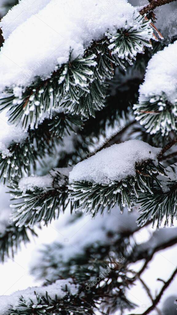 A vertical shot of a beautiful tree covered with snow