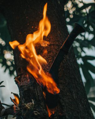 Ormanın ortasında yanan bir ağaca gömülü bir Nepal Khukri bıçağı.