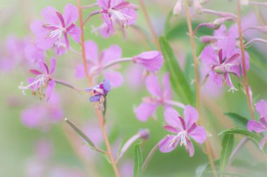 Çayırdaki mor ateş otunun (Chamaenerion angustifolium) yakın plan çekimi.