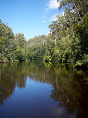 Mackintosh Gölü 'nün yanındaki sisli gökyüzünün altındaki ağaçların dikey görüntüsü.