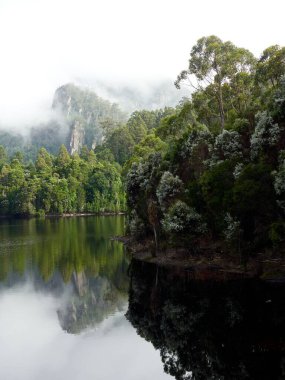 Mackintosh Gölü 'nün yanındaki sisli gökyüzünün altında dikey bir bitki görüntüsü.