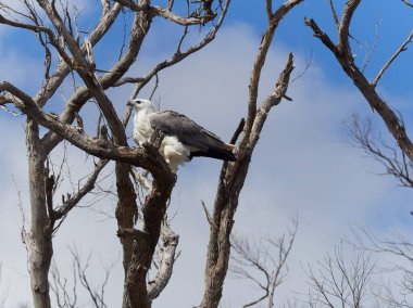Yapraksız bir ağaç dalında, arkasında mavi gökyüzü olan bir Deniz Kartalı.