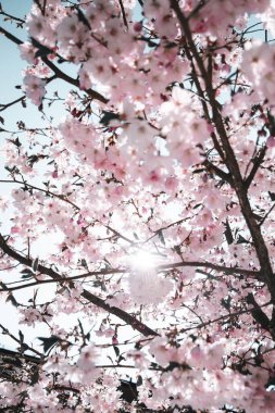 Parkta çiçek açan kiraz ağacının dikey görüntüsü.